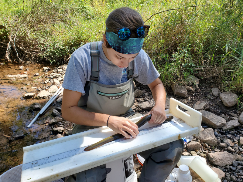 Conewago eel tagging