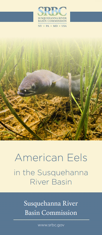 SRBC American Eels Pamphlet