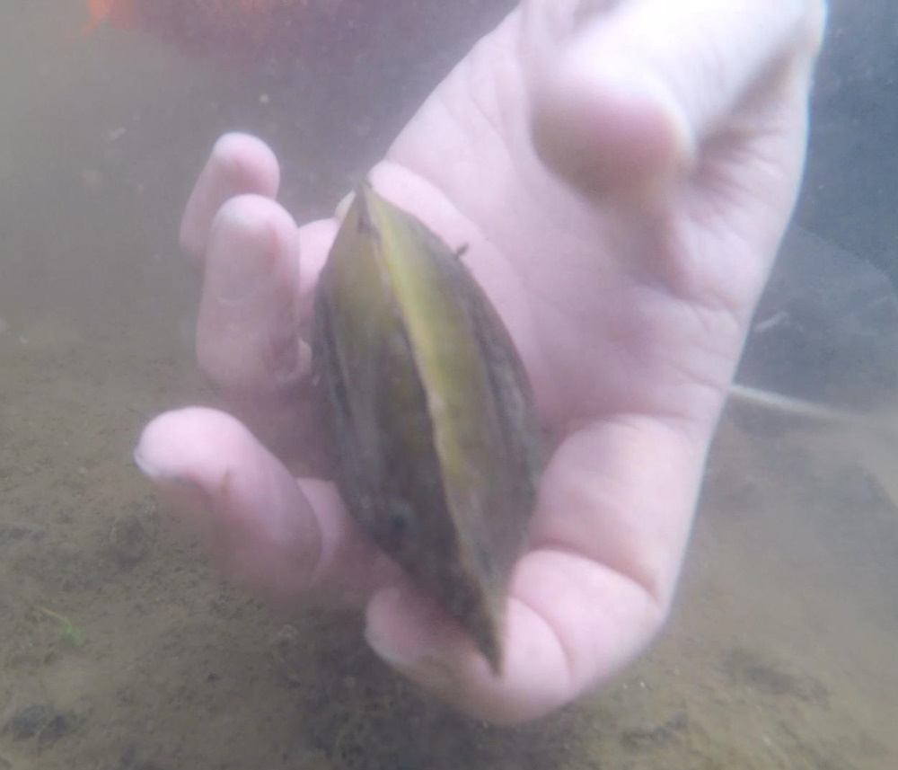 Mussel Sampling in Susquehanna River